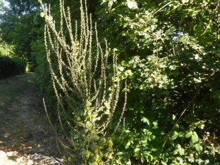 Img.VTax2589.Ex1.Img5
