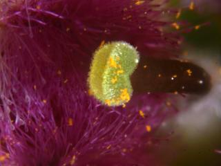 Img.VTax2589.Ex3.Img5