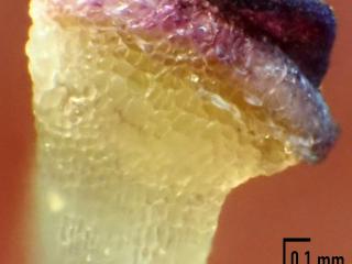 Img.VTax2593.Ex2.Img13