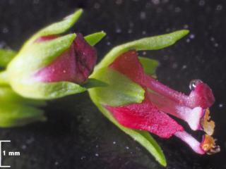 Img.VTax2593.Ex2.Img16