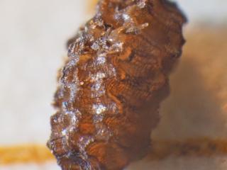 Img.VTax2593.Ex2.Img17
