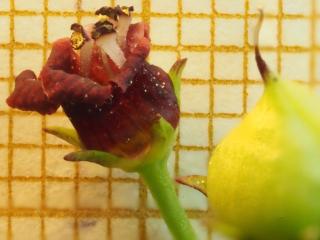Img.VTax2593.Ex2.Img8