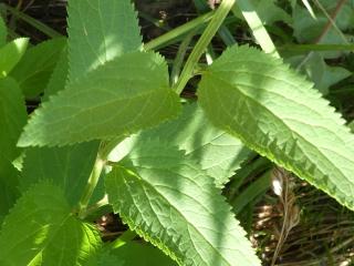 Img.VTax2597.Ex1.Img1