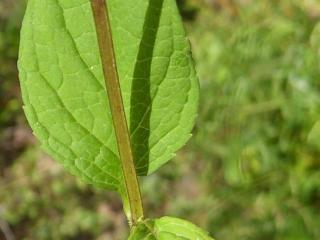 Img.VTax2597.Ex1.Img5
