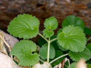 Img.VTax2598.Ex1.Img9