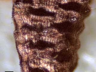 Img.VTax2602.Ex1.Img1