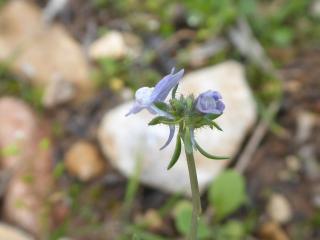 Img.VTax2625.Ex1.Img3