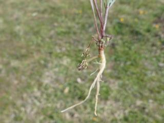 Img.VTax2627.Ex1.Img1