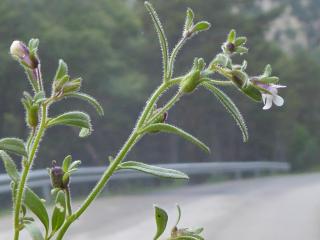 Img.VTax2636.Ex2.Img5