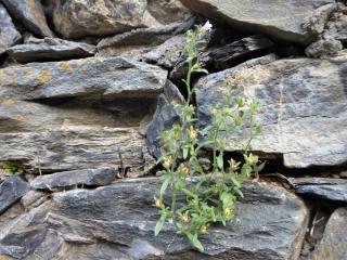 Img.VTax2636.Ex2.Img6