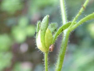 Img.VTax2636.Ex2.Img8