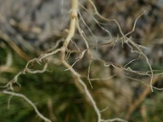 Img.VTax2636.Ex3.Img2
