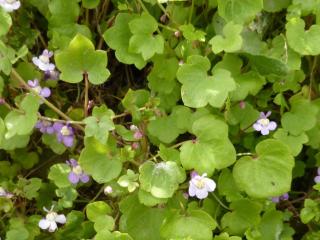 Img.VTax2643.Ex1.Img2