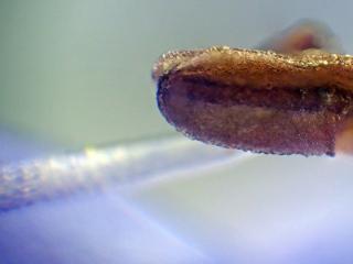 Img.VTax2656.Ex1.Img4