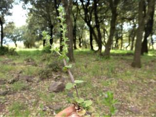 Img.VTax2673.Ex1.Img1