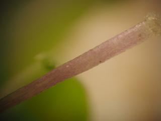 Img.VTax2673.Ex2.Img2