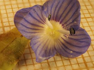 Img.VTax2673.Ex2.Img4