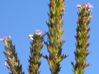 Img.VTax2695.Ex1.Img1