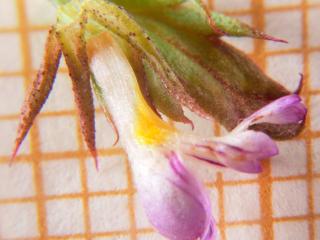 Img.VTax2695.Ex1.Img4