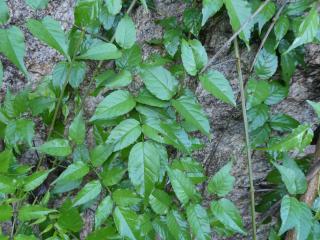 Img.VTax2772.Ex1.Img1