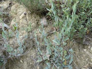 Img.VTax2775.Ex2.Img6