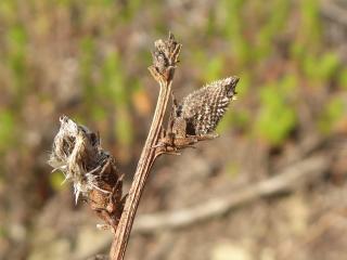 Img.VTax2775.Ex3.Img3