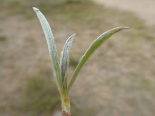 Img.VTax2796.Ex1.Img1