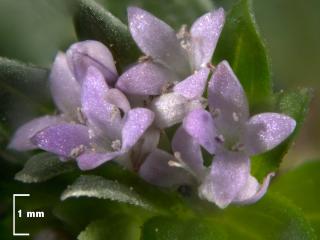 Img.VTax2808.Ex3.Img15