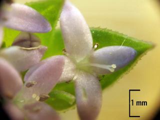 Img.VTax2808.Ex3.Img6