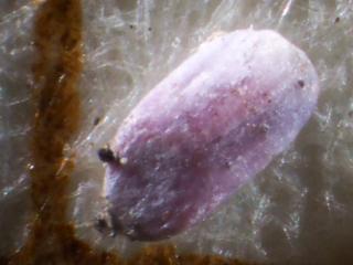 Img.VTax2809.Ex2.Img1