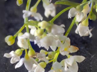 Img.VTax2830.Ex1.Img6