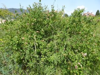 Img.VTax2868.Ex2.Img1