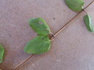 Img.VTax2872.Ex1.Img3