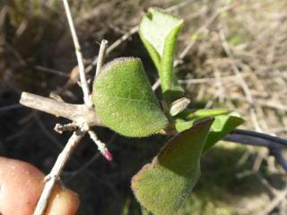 Img.VTax2876.Ex2.Img1