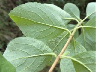 Img.VTax2876.Ex3.Img3