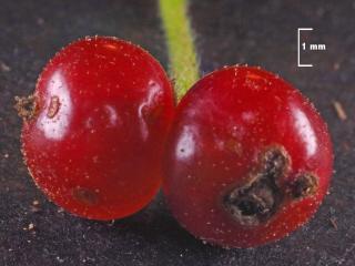 Img.VTax2876.Ex4.Img6