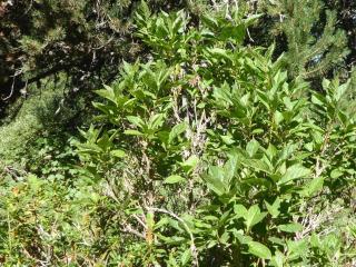 Img.VTax2877.Ex1.Img2