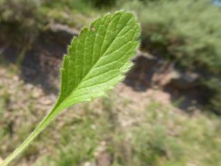 Img.VTax2921.Ex1.Img6