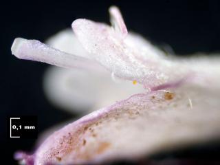 Img.VTax2921.Ex3.Img8