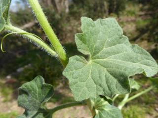 Img.VTax2935.Ex1.Img5
