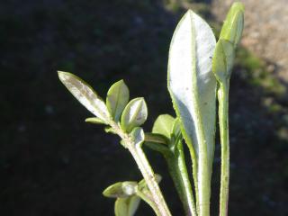Img.VTax2977.Ex5.Img1