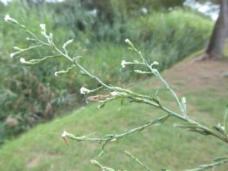 Img.VTax2991.Ex2.Img1