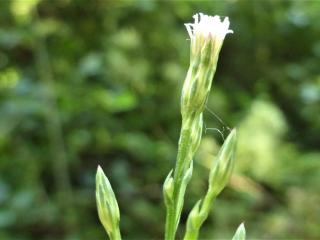 Img.VTax2991.Ex2.Img3