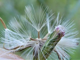 Img.VTax2991.Ex2.Img7