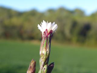 Img.VTax2991.Ex2.Img8