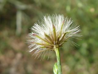 Img.VTax2991.Ex4.Img4