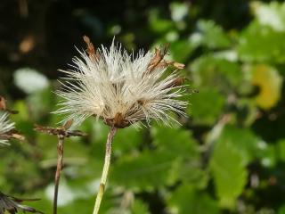 Img.VTax2995.Ex1.Img4