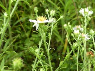 Img.VTax3000.Ex2.Img6