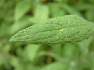 Img.VTax3051.Ex2.Img2