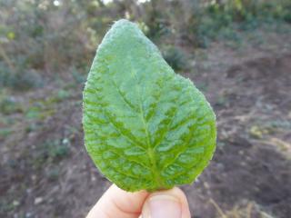 Img.VTax3052.Ex1.Img1